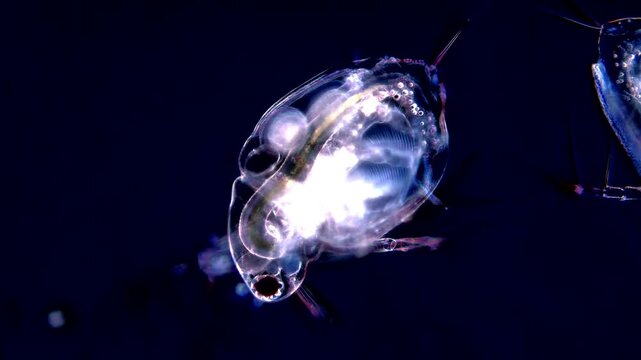 Water Flea under microscopy view, dark field microscope 