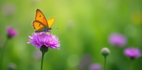 Naklejka premium Orange butterfly perched on a lush purple wildflower, vibrant green meadow background , wildlife, sunlight, summer