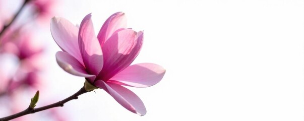 Stunning pink magnolia in full bloom, crisp detail, pure white background , botanical, flower