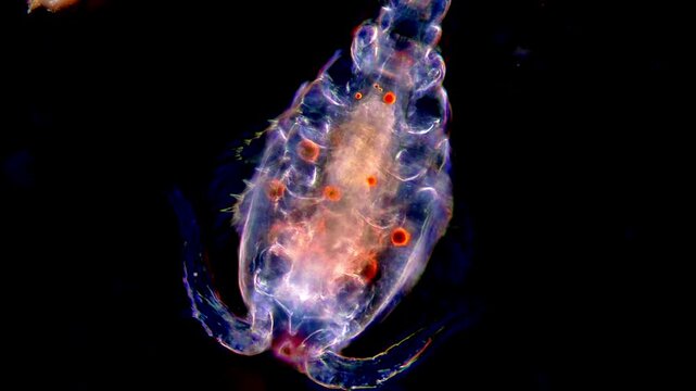 Copepods microorganism under dark field microscope 