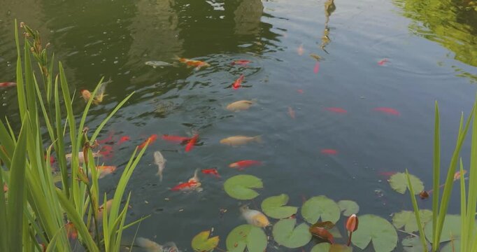 Golden koi carp swim in a decorative pond near the restaurant. A lot of Japanese karp koi fish swim in the water of an artificial pond. Close-up 
