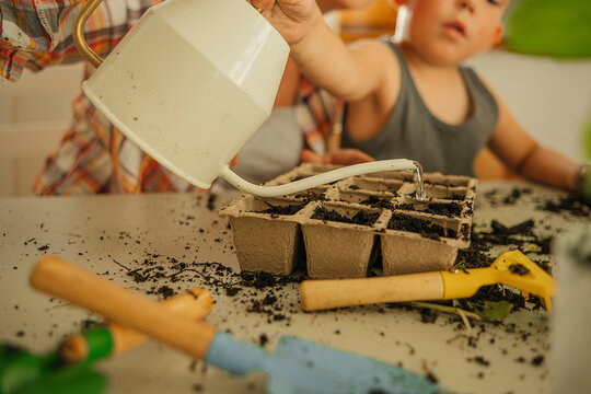 Boy watering soil in seedling tray on table