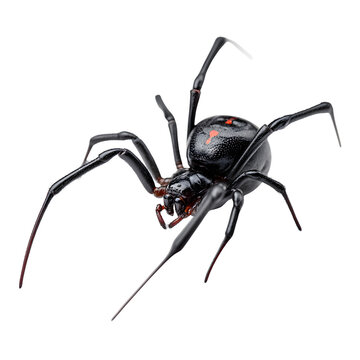 Black widow spider, white isolated background