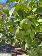 Close up of green lemon growing on a tree branch, fresh and natural citrus fruit photography.