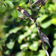 House, tree, sparrows in house garden