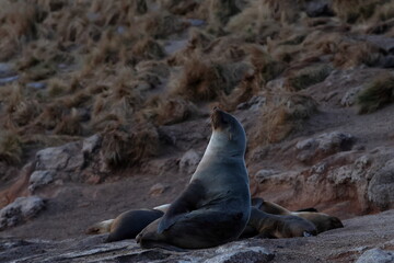 Fototapeta premium australian fur seal