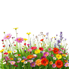 Vibrant field of colorful wildflowers blooming against a stark black background in the dark