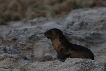 Obraz premium australian fur seal