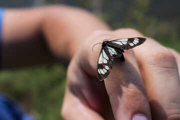 butterfly on hand