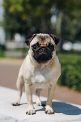 Obraz premium cute small cream pug walks on green grass in summer park in summer day, dogwalking concept