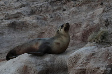 Obraz premium australian fur seal