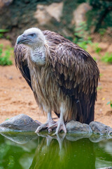The griffon vulture (Gyps fulvus) is a large Old World vulture in the bird of prey family Accipitridae.
Hatched naked, with a very white head, very broad wings and short tail feathers.