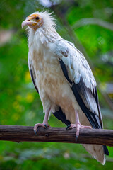 a Egyptian vulture (Neophron percnopterus) is a small Old World vulture and the only member of the genus Neophron. 
The use of tools is rare in birds and apart from the use of a pebble as a hammer.