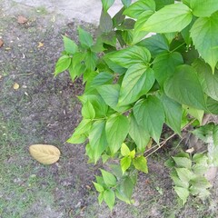 green leaves in the garden