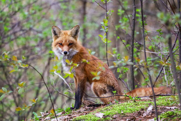 red fox in the wild