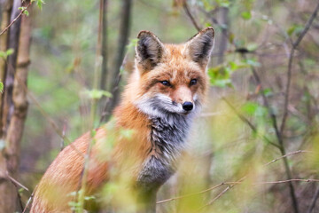 red fox in the wild