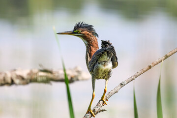 Green heron (Butorides virescens) perched on a tree branch