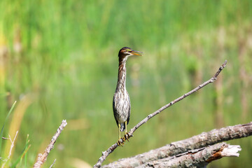 Green heron (Butorides virescens) perched on a fallen tree