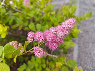 Pink Spirea (Spiraea japonica) Flowering in Garden. Pink spirea flowers, green leaves, blooming...