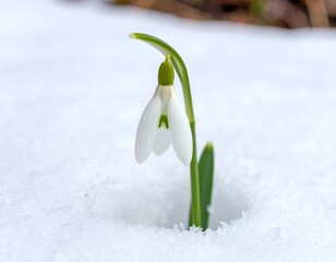 A delicate snowdrop emerging from snow