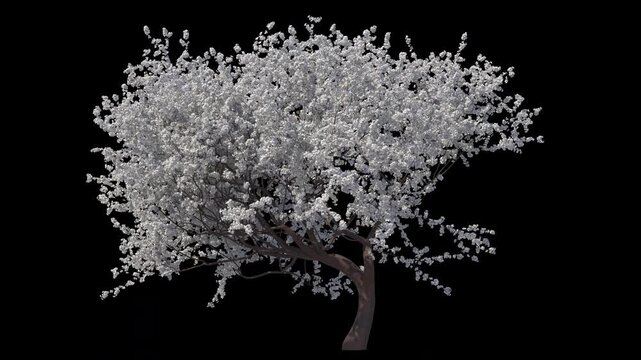 White Sakura Blossom with Soft Wind and Alpha Channel (ProRes, 4K).  3D generated FX Animation
