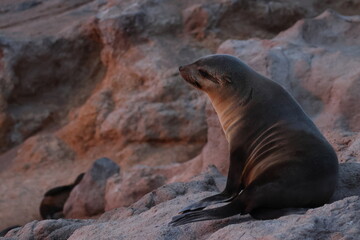 australian fur seal