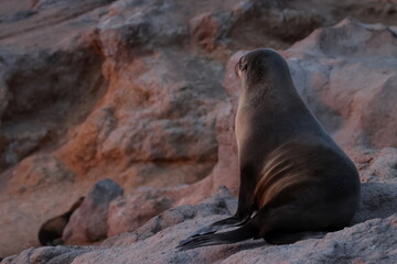 Naklejka premium australian fur seal