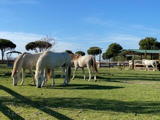 white horse in field