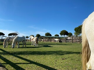 White horses grazing in a green pasture under blue sky
