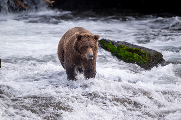An Alaskan brown bear searching for salmon below Brooks Falls.
