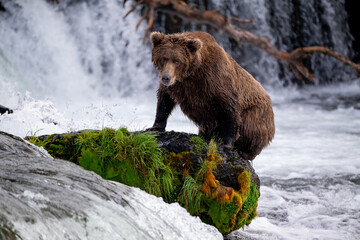 An Alaskan brown bear searching for salmon below Brooks Falls.