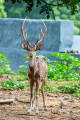 Fototapeta premium The chital is a species of deer that is native in the Indian subcontinent. The species is sexually dimorphic; males are larger than females, and antlers are present only on males. 