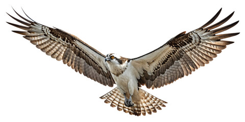 Fototapeta premium Osprey PNG – Realistic Flying Fishing Raptor on Transparent Background