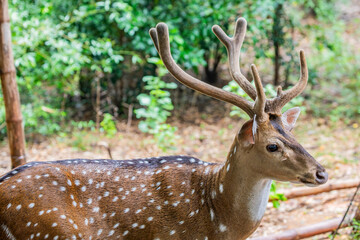 The chital is a species of deer that is native in the Indian subcontinent. The species is sexually dimorphic; males are larger than females, and antlers are present only on males. 