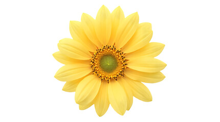 Fototapeta premium Bright Yellow Flower Blooming with Soft Petals on Transparent Background
