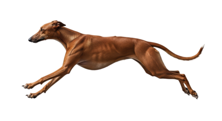 Isolated Greyhound dog mid-run with short coat and cropped ears against a simple background