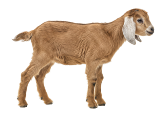 Isolated Goat kid on clear background, farm animal is standing in relaxed natural pose