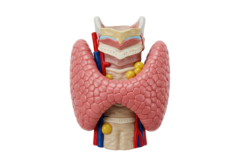 Isolated human endocrine system illustrating thyroid gland model for educational purposes