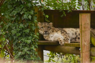 Un léopard des neiges repose sur une plateforme en bois entourée de végétation. Ce grand félin rare illustre la majesté, la force et la beauté sauvage des espèces menacées.