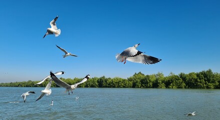 Seagulls Flying Over Water on a Clear Day A Peaceful Coastal Scene