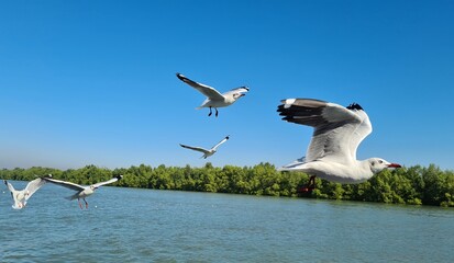 Seagulls Soaring Above a River, Embracing the Clear Blue Sky and Natural Beauty, Serene Scenic Shot