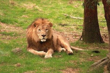 Un lion mâle avance dans son enclos, crinière imposante et regard puissant. Ce portrait animalier illustre la force, la noblesse et la majesté de ce grand félin africain