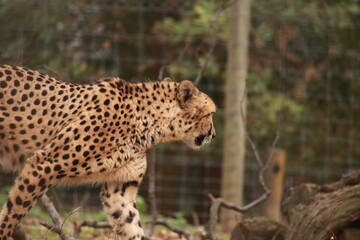 Un guépard marche dans son enclos, son pelage tacheté bien visible. Ce félin africain incarne la vitesse, la puissance et la beauté sauvage des grands carnivores de la savane