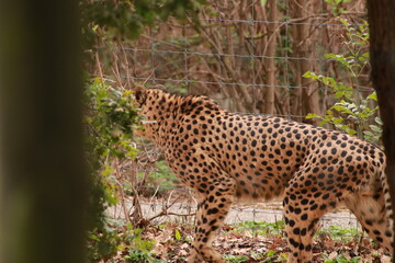 Un guépard marche dans son enclos, son pelage tacheté bien visible. Ce félin africain incarne la vitesse, la puissance et la beauté sauvage des grands carnivores de la savane