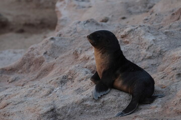 Fototapeta premium australian fur seal