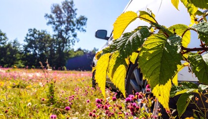 Bright sunny field with wildflowers frames edge of a white car, close-up on leaves