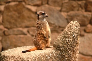 Un suricate se tient debout sur un rocher, attentif et en position de veille. Scène animale capturée en gros plan, illustrant la vigilance et le comportement social de l’espèce.