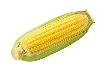 Isolated ear of corn with husk ready to eat uncooked delicious maize summer harvest