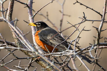 American robin on a branch