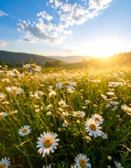 Sunlit meadow of daisies
